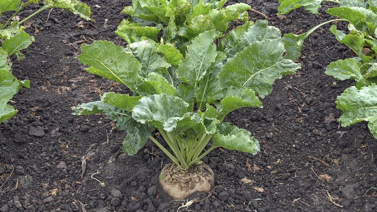 Resource-saving yeast production at UNIFERM